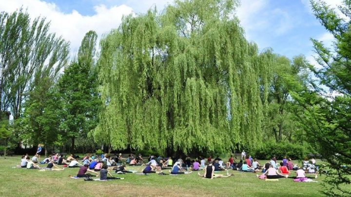 Bezpłatne zajęcia jogi w Ogrodzie Botanicznym – VII edycja