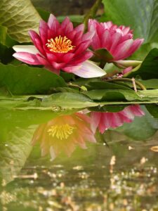 Otwarcie Ogrodu Botanicznego